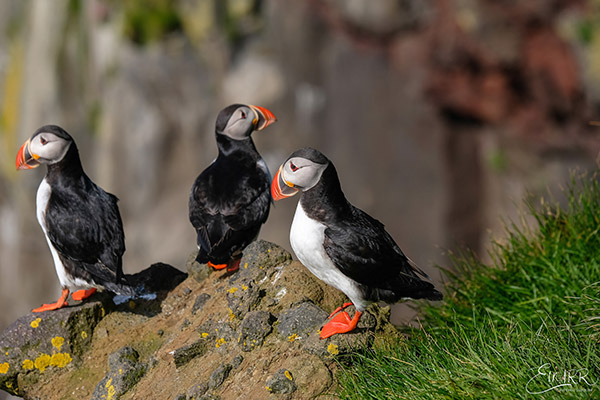 Ingolfshofdi puffin tour
